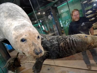 Ozeaneum_Seehunde