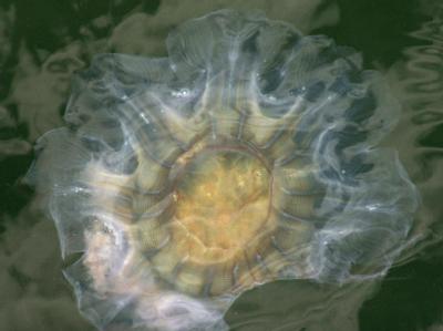 Feuerquallen in der Ostsee