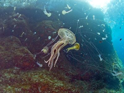 Quallenschwemme im Mittelmeer